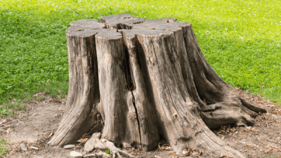 Stump Grinding
